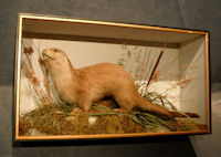 Cased Otter   T140